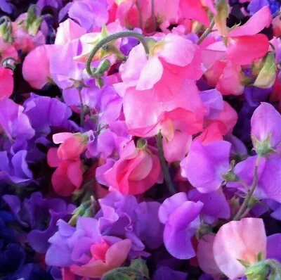 £0.99 • Buy 50 Seeds Sweet Pea Royal Family Mixed+4  FREE PLANT LABEL