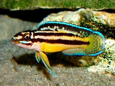 Julidochromis Regani Kipilli Cichlid Tanganyika 4cm • £20