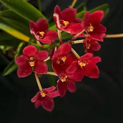 Flowered Select Sarcochilus SP23/152 • $60