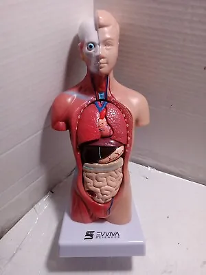 VVIVA Sciences Human Torso And Heart Anatomy Anatomical Internal Organs-teaching • $39.99