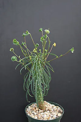 £8.05 • Buy Euphorbia Clava Exotic Sudafrica Africa Treisia African Rare Bonsai Seed 3 Seeds