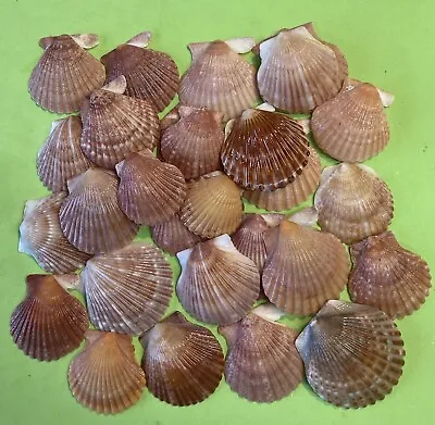 25 Bay Scallop Seashells Hand Picked Washed And Polished Sanibel Island • $12.95