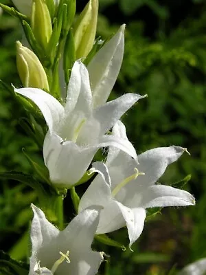 Campanula  Latifolia 'Alba' 50 Seeds White Bells Perennials • £1.85