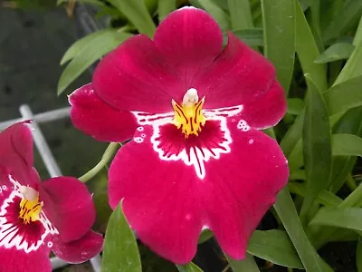 Orchid Plant Miltoniopsis Red Tide  In Double Spike • $34