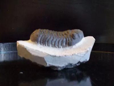 Morocco Trilobite- PHACOPS  - Free USA Shipping • $50