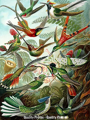 Hummingbirds Of The World 8.5x11  Photo Print Haeckel Aviary Nature Bird Art • $8.17