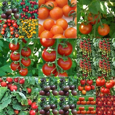 🍅 Tomato Large Plug Plants Choice Of 17 ~Ready Now Post Out Mon-Wed 🍅 • £8.99