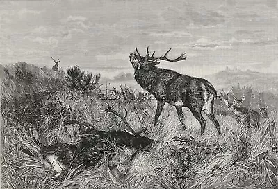 Elk Bugling After Winning Battle Herd Looks On Large 1880s Antique Print • $39.95