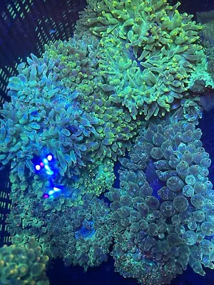 Acid Rain Green Bubble Tip Anemone BTA Marine Invertebrates • £45