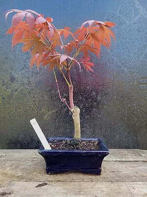 Japanese Maple Shohin Bonsai Tree (Acer Palmatum) In 15cm Bonsai Pot Outside 6 • £34