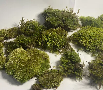 Super Mix Fresh Live Moss Assortment Terrarium Fairy Garden Vivarium Costume￼ • $25