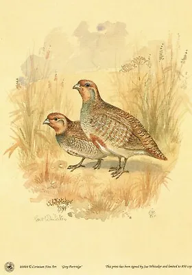 £5.95 • Buy Grey Partridge Print, Grey Partridge Picture Limited Edition Sue Whitaker W004