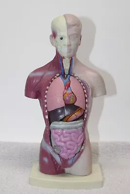 Vintage Anatomical Torso Model - Anatomy Halloween- MISSING ORGANS / PARTS? • $45