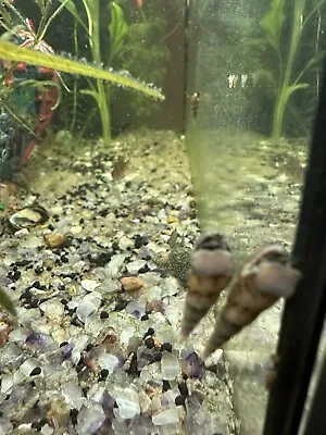 Malaysian Trumpet Snails UK BRED Tropical Fish Tank • £5