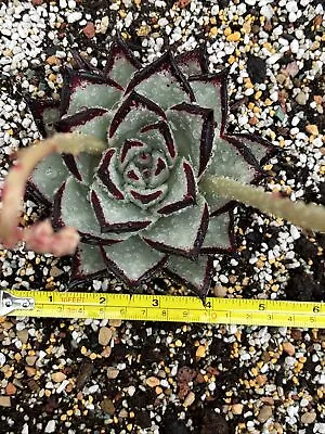 Echeveria Agavoides Ebony( USA- White - Black Edge) Rare Succulent • $180