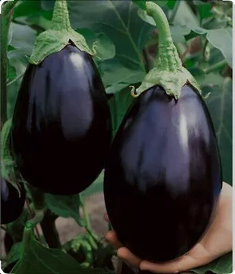 Aubergine 'Black Beauty' 5x Plug Plants. Egg Plants. • £10.99