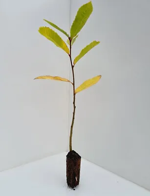 3 Sweet Chestnut Trees - Castanea Sativa - 30cm Tall - Cell Grown - • £13.99