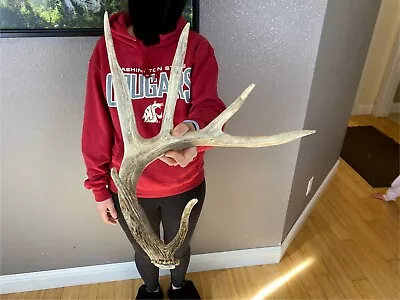 BIG Whitetail Deer Antler Shed Wild Horns Elk Trophy Antlers Sheds 6pt Decor 78” • $199.99