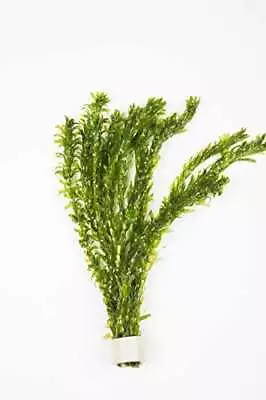 £5.18 • Buy ELODEA DENSA X 10 Oxygenating Weed Live Pond Plant - Also Aquarium Aquatic Pl...