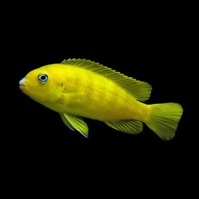 Saulosi Dwarf Mbuna Cichlid | Chindongo Saulosi | Lake Malawi Cichlid • £11.39