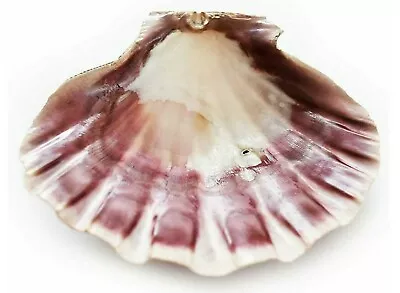 $13.32 • Buy 1 Large Lions Paw Scallop 6 -7   Abalone Seashell For Baking Smudging Crafts 