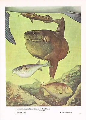 Remora Sunfish Trigger Puffer Fish Print Picture Vintage 1985 IBOV#43 • $4.34