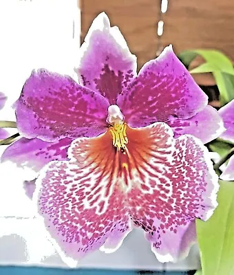 Oncidium Orchid Live Plant  Martin Orenstein 'Lulu'-Seedling Plug Miltoniopsis • $14.99
