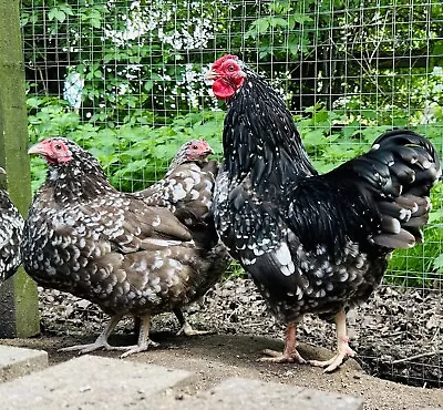 Dun Mottled Wyandotte Bantam Hatching Eggs X 6  • £10