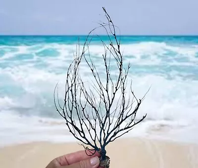 Natural 11” Coral Tree Branch Large Sea Fan Coral Beach Decor Sea Souvenir • $17.98