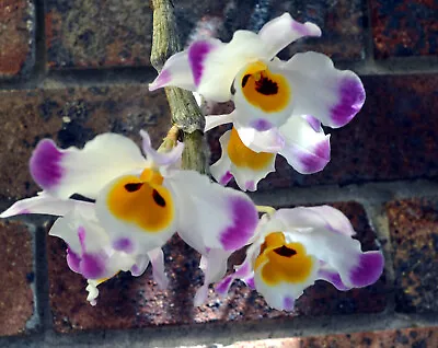 $81 • Buy Orchid Species Flask  Dendrobium Wardianum