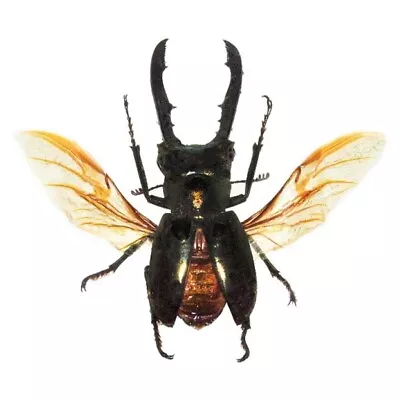 Cyclommatus Metallifer Stag Beetle MOUNTED WINGS SPREAD Indonesia • $20