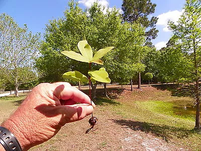 Laurel Oak (quercus Laurifolia) 6 - Rooted Seedlings Guaranteed Live • $19.99