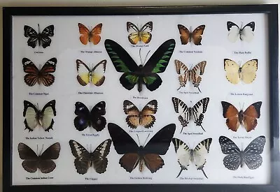 20 Real  Mounted Butterflies   In Frame Taxidermy Insects Size 18.75 ×12.75  • $99.99