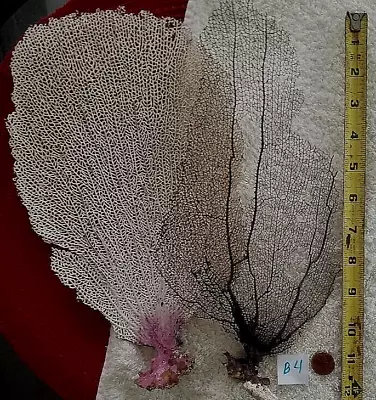 Natural Sea Fan - Coral - Sea Whip - Bonsai Set Of 2 Large B4 • $19.99