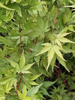 Japanese Maple Sango Kaku Coral Bark 1 Gallon • $34.99