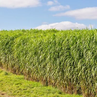 1001+SWITCHGRASS Seeds Native Tall Grass Prairie Ornamental Perennial Fast Easy • $3.25