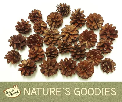 Organic UK Wood Pine Cone Pet Chew Toy Rabbit Guinea Pig Rat Hamster Gerbil • £5.50