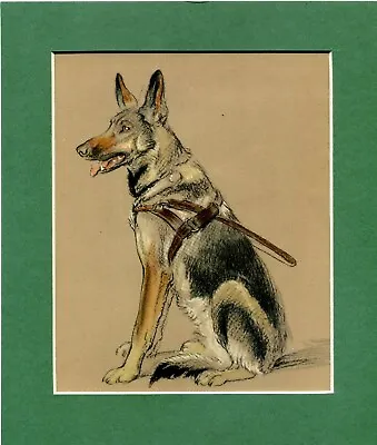 ~ German Shepherd / Alsatian ~ Colour Print By Lucy Dawson  Genuine Vintage 1952 • $8.70