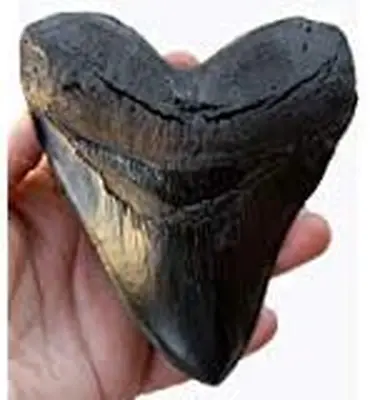 5.5 Inch Megalodon (Carcharodon Megalodon) Tooth Black With Serrations ( ) #126 • $23.50