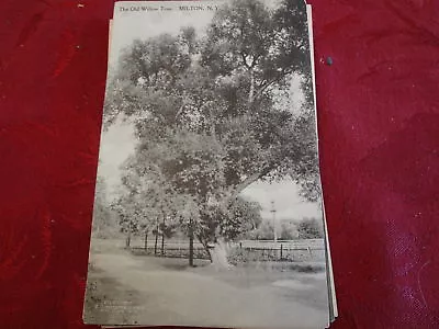 1920 Old Willow Tree Milton NY New York Post Card • $13.66