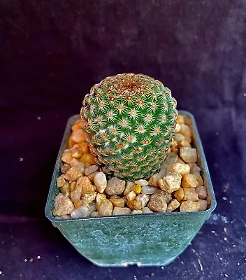 Mammillaria Huitzilopochtii Cactus Plants • $10.99