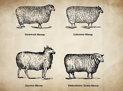 Poster Decor.Home Interior Wall Design.Vintage Illustration.Sheep Breeds.14990 • $49