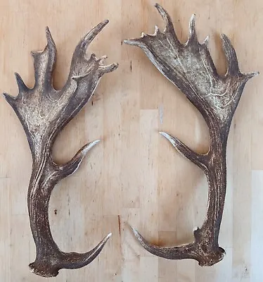 Pair Of Fallow Deer Antlers 50-54cm 1.8kg Ready To Mount With Bolts And Washers • £149