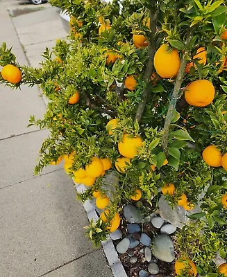 Grafted Semi Dwarf PONKAN Honey Mandarin/Tangerine Citrus Tree Ship UPSOvernight • $79