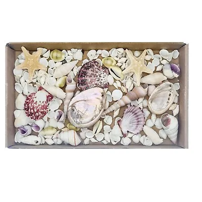 Pink Abalone Cockles White Seashell Mix + Starfish (Mix #MJ) 100+ Craft Shells! • £7.99