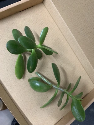 £3.95 • Buy 2 Lovely Money Tree. Jade Plant. Crassula Ovata. Houseplant Cutting 🤍OFFER 🤍