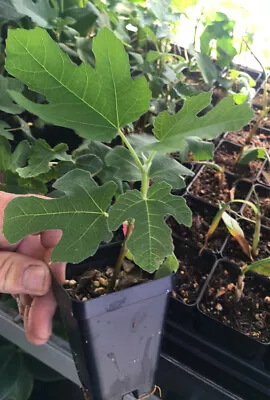 Black Mission Fig – Ficus Carica - Live Plant • $17.07