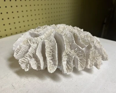 $70.39 • Buy White Brain Coral 9.5”x8” Wide & 3.75” Tall