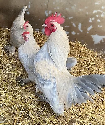 Porcelain Sablepoot Bantam Hatching Eggs X 6 • £15