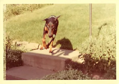 Vintage Found Photo 1970 Backyard Snapshot Doberman Pinscher Dog Plays With Ball • $6.25